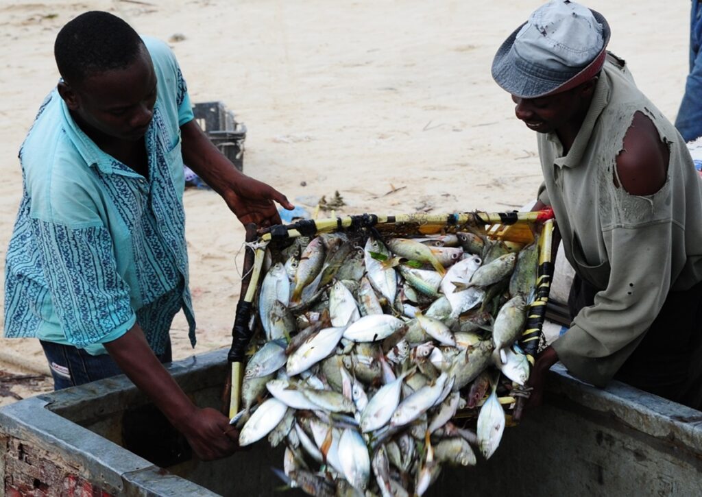 Reviving Ghana’s Fish Stocks Through Sustainable Practices